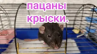 Крыски мальчики. Ответ на комментарий.