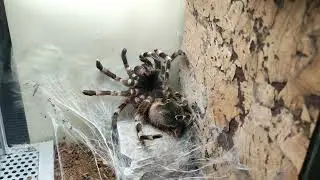 Edit ostatniej wylinki gieni - Acanthoscurria geniculata