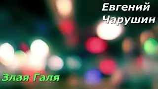 Злая Галя. Е. Чарушин.