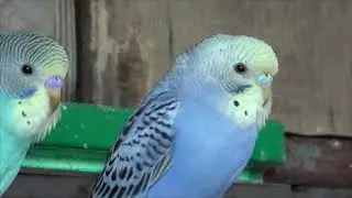 Аномальная жара.  Неожиданное приобретение.