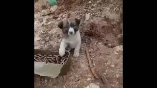 Щенок защищает родину!