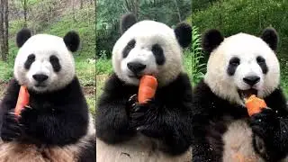 Is Carrot the best food for Pandas? 🔴 Panda Food | Cute Animals 2021