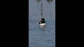 Oystercatcher bathing:
