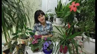 цветочки которые я еще не показывала
