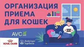 Организация приема для кошек