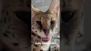 Кто хотел на зубы посмотреть?