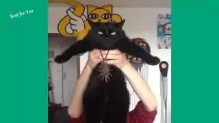 Самые смешные коты в мире #1