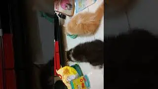 nyam nyam nyam😄