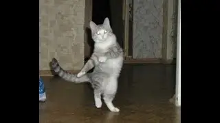 Танцующий человечек прикол)