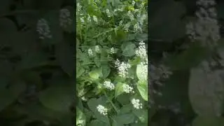 УЗНАЛА ЭТО МАЙНИК ДВУЛИСТЫЙ!