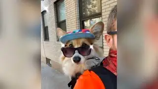 Springtime with a Corgi in a Backpack #Shorts