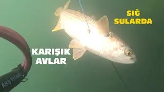 Zıpkınla sığ su balık avı Yalova