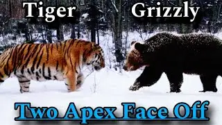 Siberian Tiger vs Grizzly Bear ! Battle between two Apex heavyweights of the wild !
