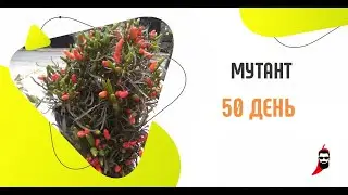 Перец Мутант на 50 день