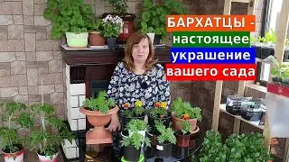 Бархатцы будут пышными. Яркое украшение для вашего сада