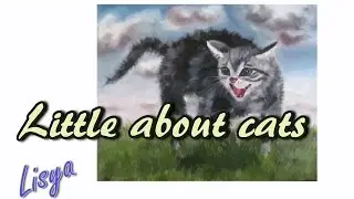 Little about cats
