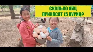 Сколько яйц приносят 15 кур?