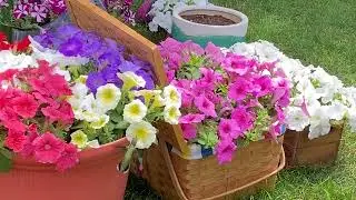 Pollinators love Wave Petunias!