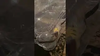 Testing out the first inflatable pvc couch suit