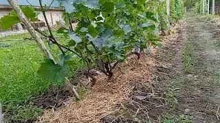 Мультчування виноградника соломою під кущами.