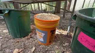 Growing Edible Mushrooms in Hardwood Pellets