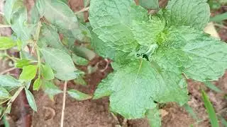 Mint plant