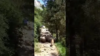 SHORT. Rebaño de ovejas subiendo a pastar a la montaña.
