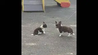 Щенки чихуахуа 3 месяца.