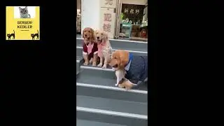 Köpek, kediye zorla poz verdiriyor..(çok komik kedi ve köpekler)