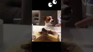 Do not touch by cake #funny #dog #shorts