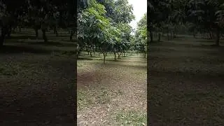 Enjoy beautiful nature 😍#nature #countrylife #youtubeshorts #rurallove #bangladesh