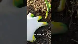 Уход за чесноком весной! Обязательно сделайте это 