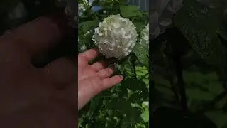 Калина БУЛЬДЕНЕЖ 