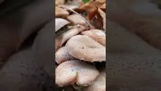 Dusty Honey Mushrooms? 
