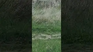 Птица Удод