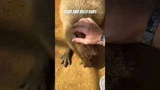Food and Belly Rubs for Capybara #japan #capybara