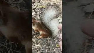 #squirrel in #forest short