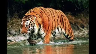 Ogromni Sibirski Tigar (GRDOSIJA)