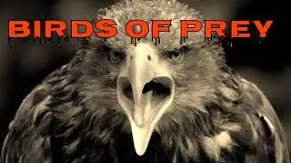 Birds of Prey|Raptor birds|Diurnal and nocturnal birds of prey