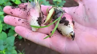 【家庭菜園Vlog】我が家の家庭菜園ツアー　20200808　みょうが、とうもろこしの収穫秋野菜の成長具合