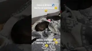 Sees a dream💤, barks at someone😉😄