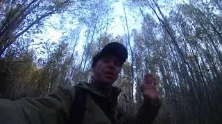 Охота с Эг Фаготом в Кировской области открытие сезона 2019-2020г на зайца беляка!!!