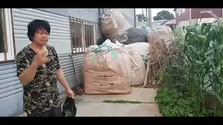 UPDATE  SA ATING TANIM NA GULAY DITO SA KOREA
