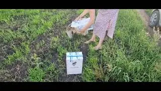 выпуск 5 пустельг в поле