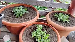Высаживаю ампельную ПЕТУНИЮ🌺