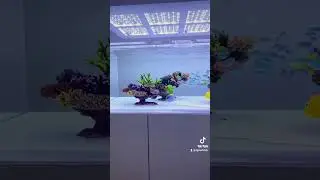 tank inspiration #marineaquarium #coralreefaquarium #saltwateraquarium #reeftank #sgreefers