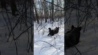 Через дебри на встречу солнцу....