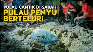 Pulau Cantik di Sabah, Pulau 84 Penyu Bertelur Satu Malam