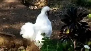 Rooster farts