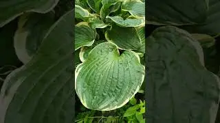 хоста КРИСТМАС ТРИ 